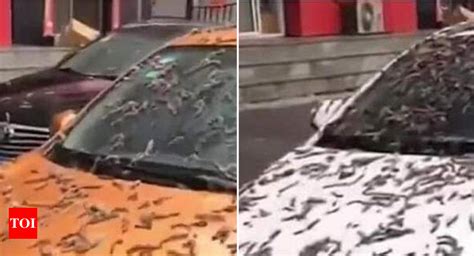 Beijing china raining worms - It's raining 'worms' on the streets of China's capital city, Beijing! Videos posted on the internet this week claim that Beijing was flooded by worms. According to …